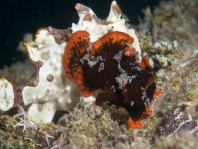 Antennarius maculatus paringsgedrag