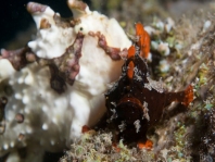 Antennarius maculatus mating sequence