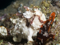 Antennarius maculatus mating sequence