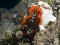 Antennarius maculatus mating sequence