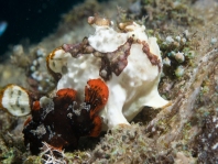 Antennarius maculatus paringsgedrag