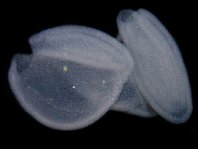 Longlure frogfish / Augenfleck Anglerfisch (<em>Antennarius multiocellatus</em> )