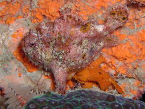 Augenfleck Anglerfisch (Antennarius multiocellatus) - kleines oranges Männchen (unten rechts) folgt grossem, aufgedunsenen Weibchen