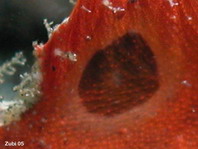 Augenfleck (Ocellus) mit heller Umrandung