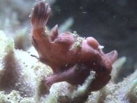 Shitting frogfish - Scheissender Anglerfisch 
