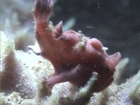 Shitting frogfish - Scheissender Anglerfisch 