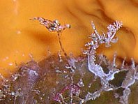 Bermuda frogfish (Antennatus bermudensis) - lure with dark swellings at the base