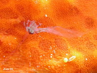 Riesen-Anglerfisch (A. commerson) - Köder mit länglichen Filamenten, wie eine kleine Garnele