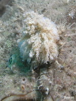 Hispid frogfish (Antennarius hispidus) - lure shaped like a pompom imitating a tube worm