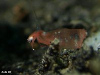 Antennarius maculatus
        Warty Frogfish (Clown frogfish) - Warzen Anglerfisch (Clown Anglerfisch) 