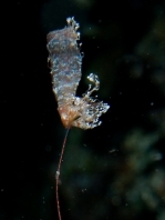 Antennarius maculatus
        Warty Frogfish (Clown frogfish) - Warzen Anglerfisch (Clown Anglerfisch) 