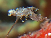 Antennarius maculatus
        Warty Frogfish (Clown frogfish) - Warzen Anglerfisch (Clown Anglerfisch) 