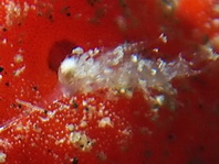 Antennarius maculatus
        Warty Frogfish (Clown frogfish) - Warzen Anglerfisch (Clown Anglerfisch) 