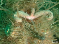 Details of the rod and lure of the hairy frogfish - - Antennarius striatus - Details der Angel und des Köders des Gestreiften Anglerfisches