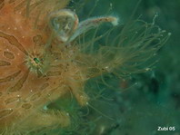 Details of the rod and lure of the hairy frogfish - - Antennarius striatus - Details der Angel und des Köders des Gestreiften Anglerfisches