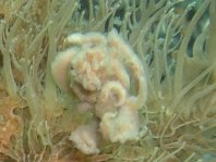 Details of the rod and lure of the hairy frogfish - - Antennarius striatus - Details der Angel und des Köders des Gestreiften Anglerfisches