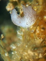 Details of the rod and lure of the hairy frogfish - - Antennarius striatus - Details der Angel und des Köders des Gestreiften Anglerfisches