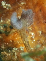 Details of the rod and lure of the hairy frogfish - - Antennarius striatus - Details der Angel und des Köders des Gestreiften Anglerfisches
