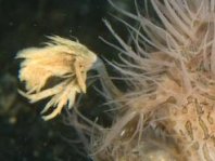 Details of the rod and lure of the hairy frogfish - - Antennarius striatus - Details der Angel und des Köders des Gestreiften Anglerfisches