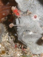  Porophryne erythrodactylus (Bare Island Frogfish / Red-footed Frogfish - Bare Island Anglerfisch / Rotfuss-Anglerfisch)