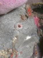  Porophryne erythrodactylus (Bare Island Frogfish / Red-footed Frogfish - Bare Island Anglerfisch / Rotfuss-Anglerfisch)