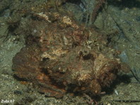 Stonefish - Steinfisch