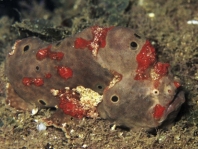 Antennarius hispidus (Hispid frogfish, Shaggy Frogfish - Hispid Anglerfisch)