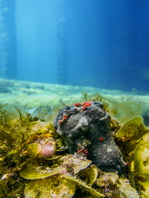 Allenichthys glauerti (Glauert's Frogfish - Glauert Anglerfisch)