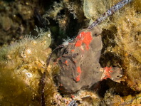 Allenichthys glauerti (Glauert's Frogfish - Glauert Anglerfisch)