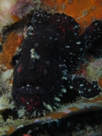 Antennarius biocellatus (Brackish-Water Frogfish (Twinspot Frogfish) - Brackwasser Anglerfisch)