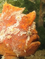 Antennarius biocellatus (Brackish-Water Frogfish (Twinspot Frogfish) - Brackwasser Anglerfisch)