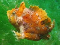 Antennarius biocellatus (Brackish-Water Frogfish (Twinspot Frogfish) - Brackwasser Anglerfisch)