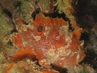 Antennarius biocellatus (Brackish-Water Frogfish (Twinspot Frogfish) - Brackwasser Anglerfisch)