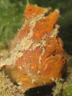 Antennarius biocellatus (Brackish-Water Frogfish (Twinspot Frogfish) - Brackwasser Anglerfisch)