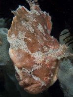 Antennarius biocellatus (Brackish-Water Frogfish (Twinspot Frogfish) - Brackwasser Anglerfisch)