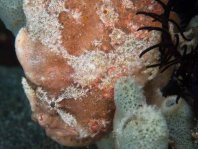 Antennarius biocellatus (Brackish-Water Frogfish (Twinspot Frogfish) - Brackwasser Anglerfisch)