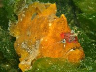 Antennarius biocellatus (Brackish-Water Frogfish (Twinspot Frogfish) - Brackwasser Anglerfisch)