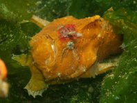 Antennarius biocellatus (Brackish-Water Frogfish (Twinspot Frogfish) - Brackwasser Anglerfisch)