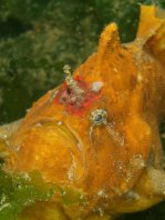 Antennarius biocellatus (Brackish-Water Frogfish (Twinspot Frogfish) - Brackwasser Anglerfisch)