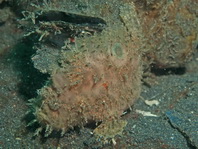 Antennarius biocellatus (Brackish-Water Frogfish (Twinspot Frogfish) - Brackwasser Anglerfisch)