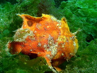 Antennarius biocellatus (Brackish-Water Frogfish (Twinspot Frogfish) - Brackwasser Anglerfisch)