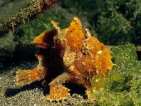 Antennarius biocellatus (Brackish-Water Frogfish (Twinspot Frogfish) - Brackwasser Anglerfisch)