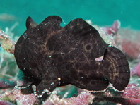 Riesen-Anglerfisch (Antennarius commerson) ca. 4cm identifiziert nach sichtbarer Angel