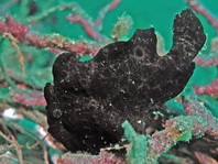 Antennarius commerson (Giant frogfish, Commerson's frogfish - Riesen Anglerfisch) 