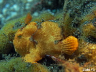 Antennarius commerson (Giant frogfish, Commerson's frogfish - Riesen Anglerfisch) 