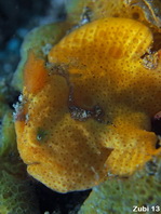 Antennarius commerson (Giant frogfish, Commerson's frogfish - Riesen Anglerfisch) 