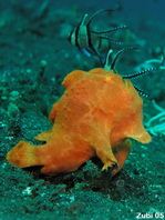 Riesen-Anglerfisch (Antennarius commerson) beim Angeln