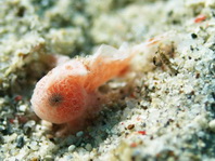 Antennarius commerson (Giant frogfish, Commerson's frogfish - Riesen Anglerfisch) 