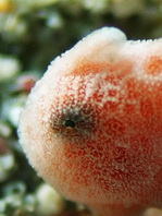 Antennarius commerson (Giant frogfish, Commerson's frogfish - Riesen Anglerfisch) 