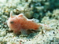 Baby reuzen hengelaarsvis (Antennarius commerson) 4cm 